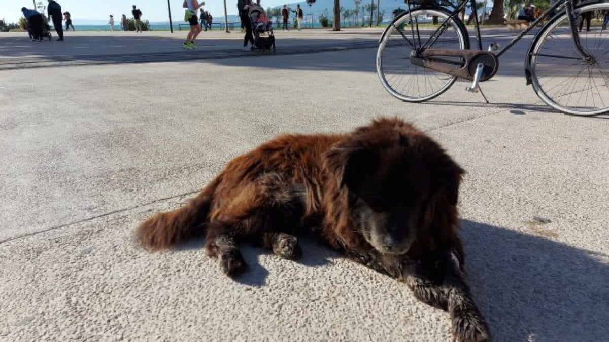 Nerone, foto copertina | Kodami