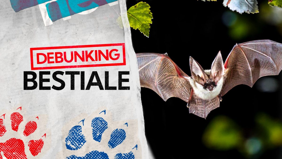 pipistrello nei capelli, foto copertina | Kodami