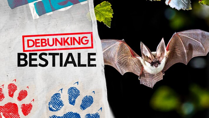 pipistrello nei capelli, foto copertina | Kodami