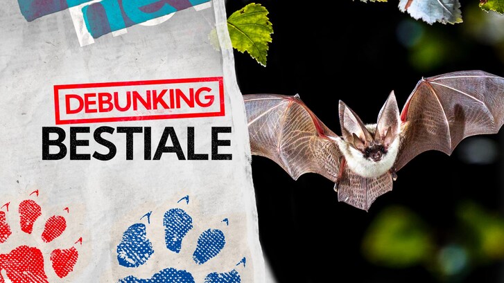 pipistrello nei capelli, foto copertina | Kodami