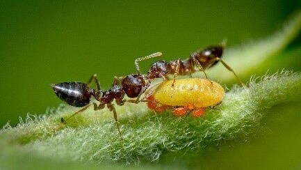 royal society of biology