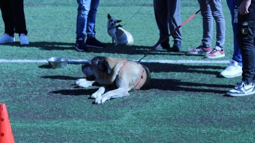 saro pet therapy catania