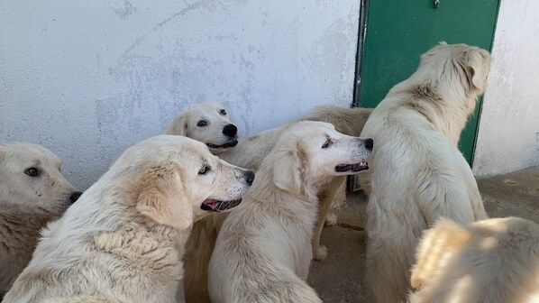 I cani di Satriano (foto esclusiva di Kodami)