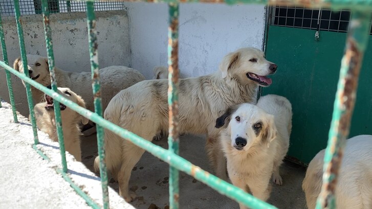 I cani più giovani (foto esclusiva Kodami)