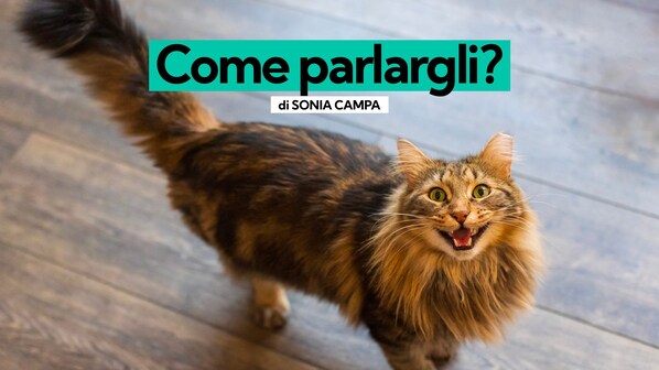 Come parlare al gatto