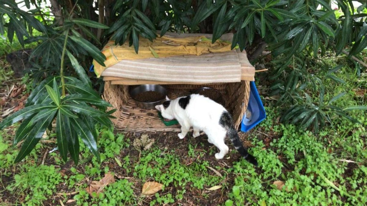 colonia felina quarto