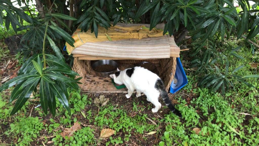 colonia felina quarto