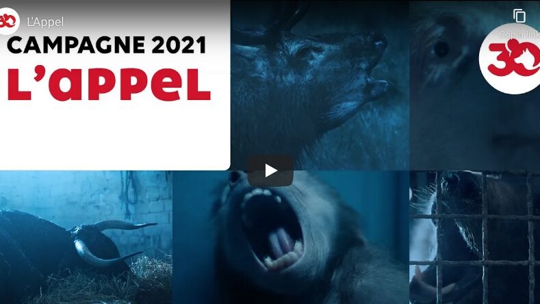 Video abbandono animali