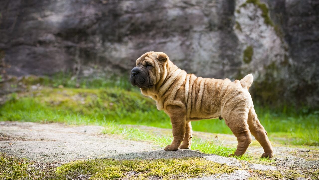 razze di cani con le rughe