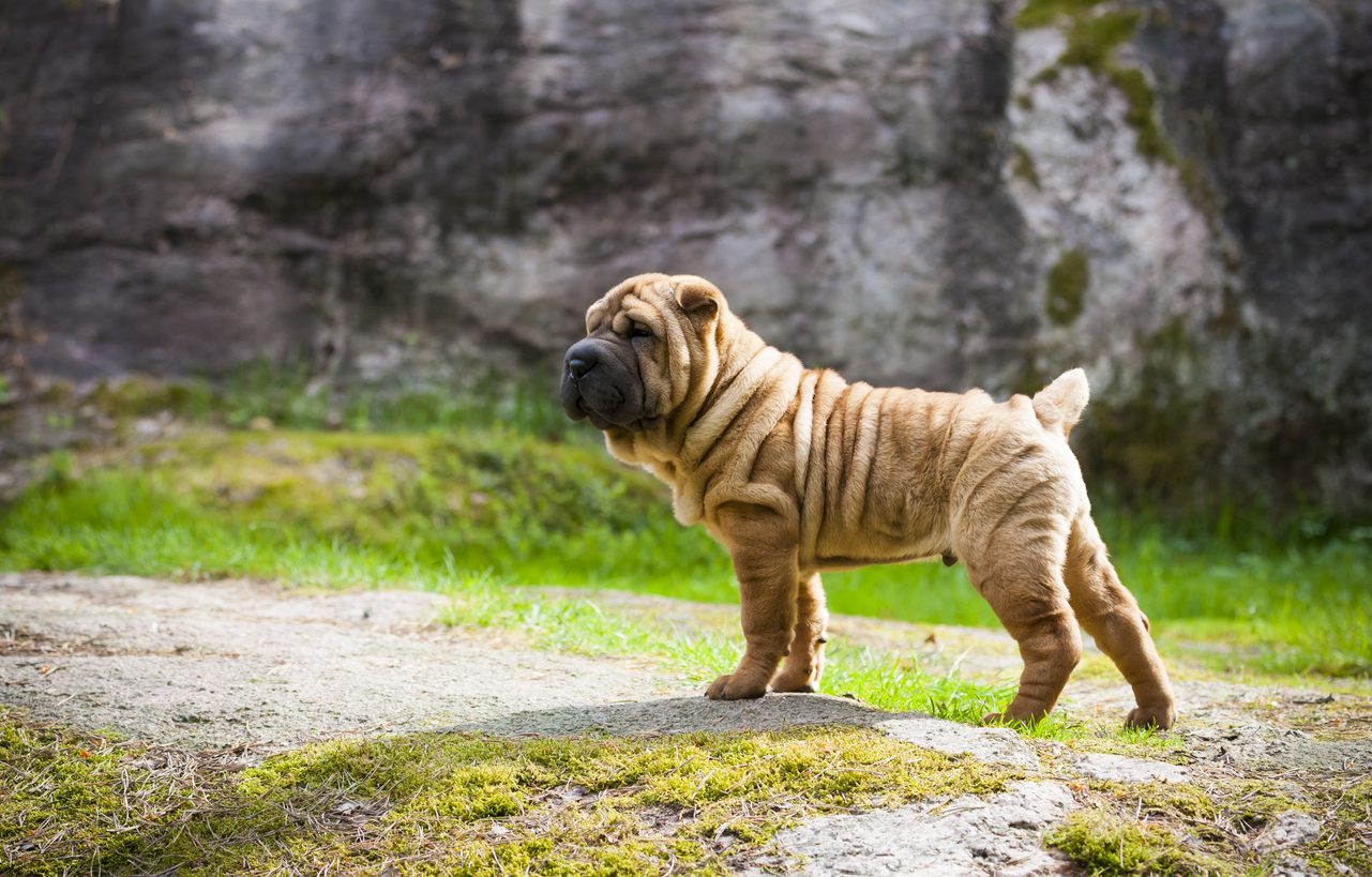 razze di cani con le rughe