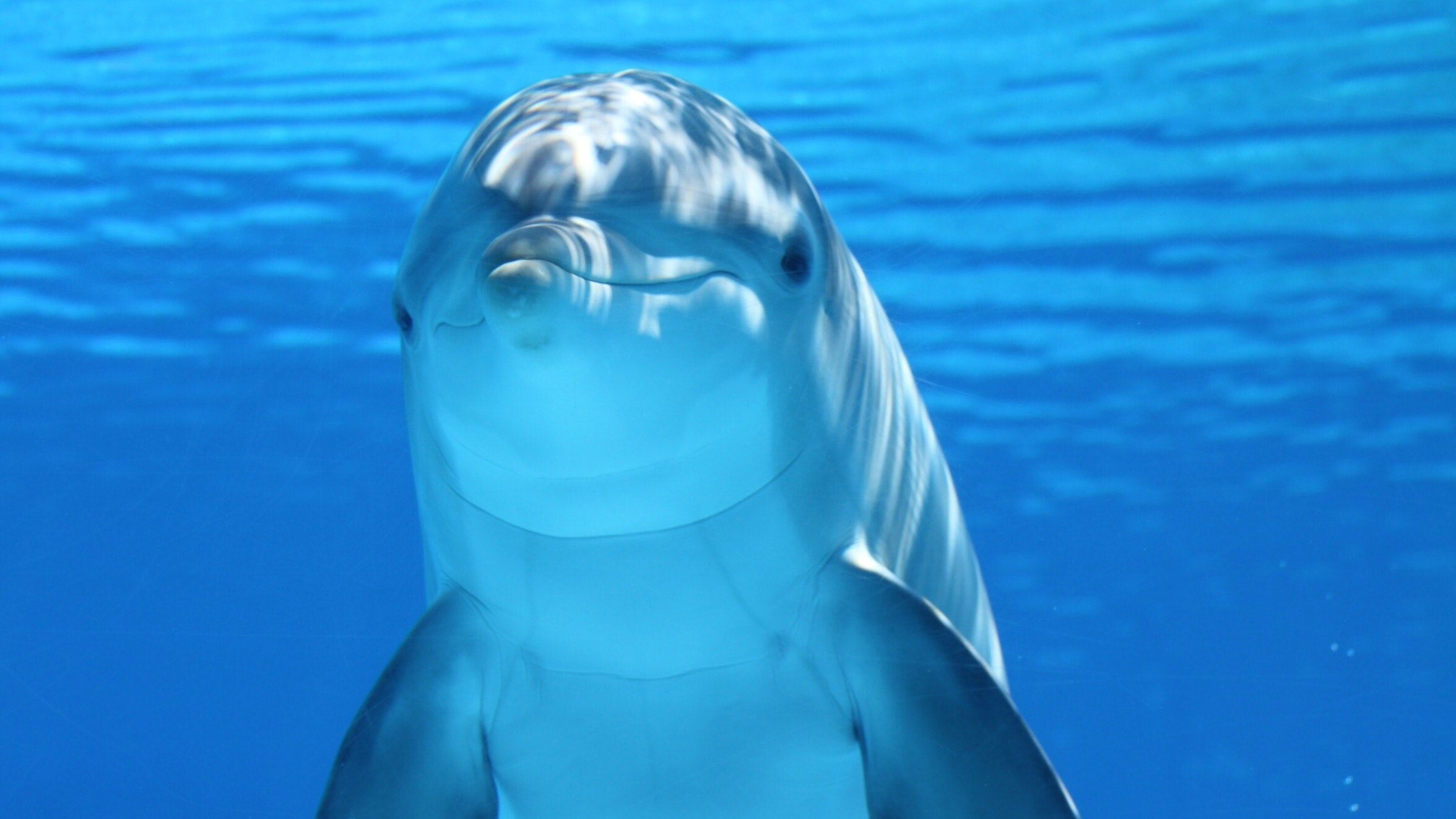 curiosità sui delfini