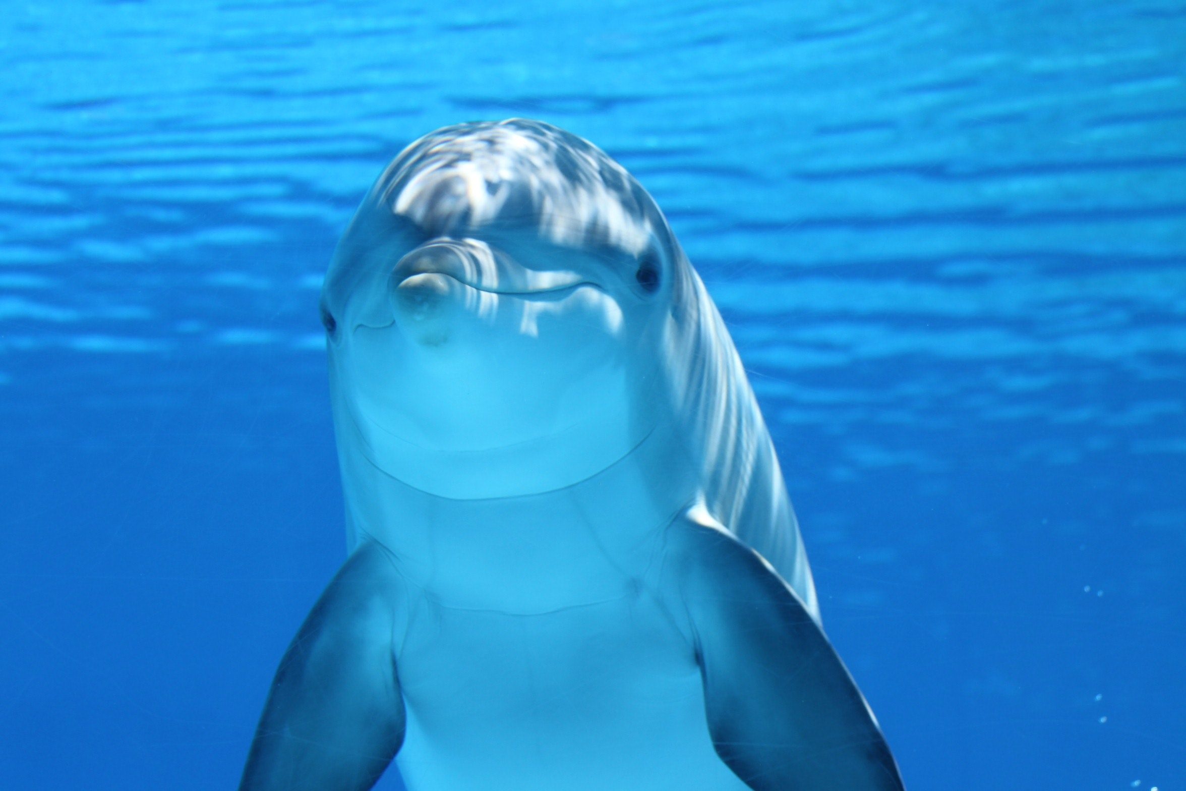 curiosità sui delfini