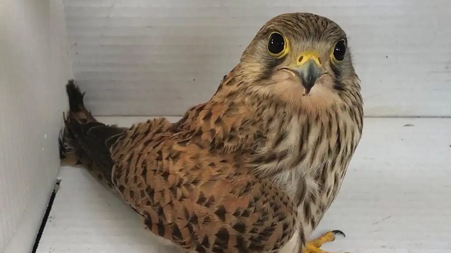 gheppio salvato conero