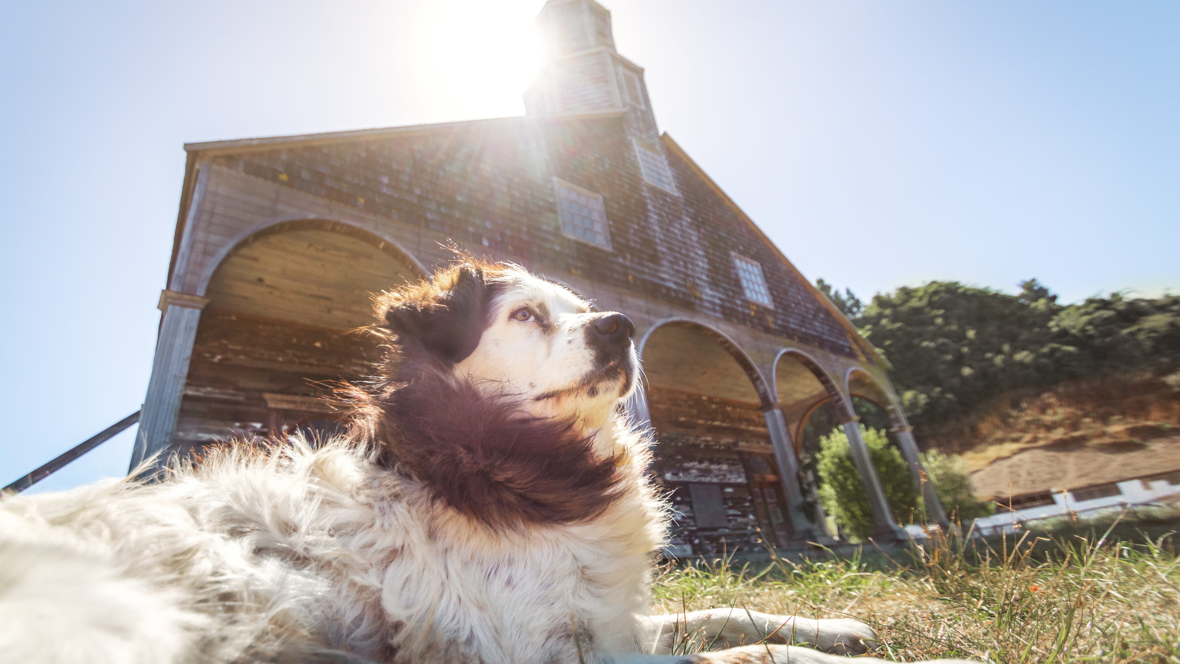 I cani possono entrare in chiesa?