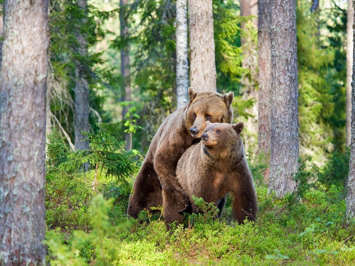 Come si riproducono gli animali fecondazione e corteggiamento