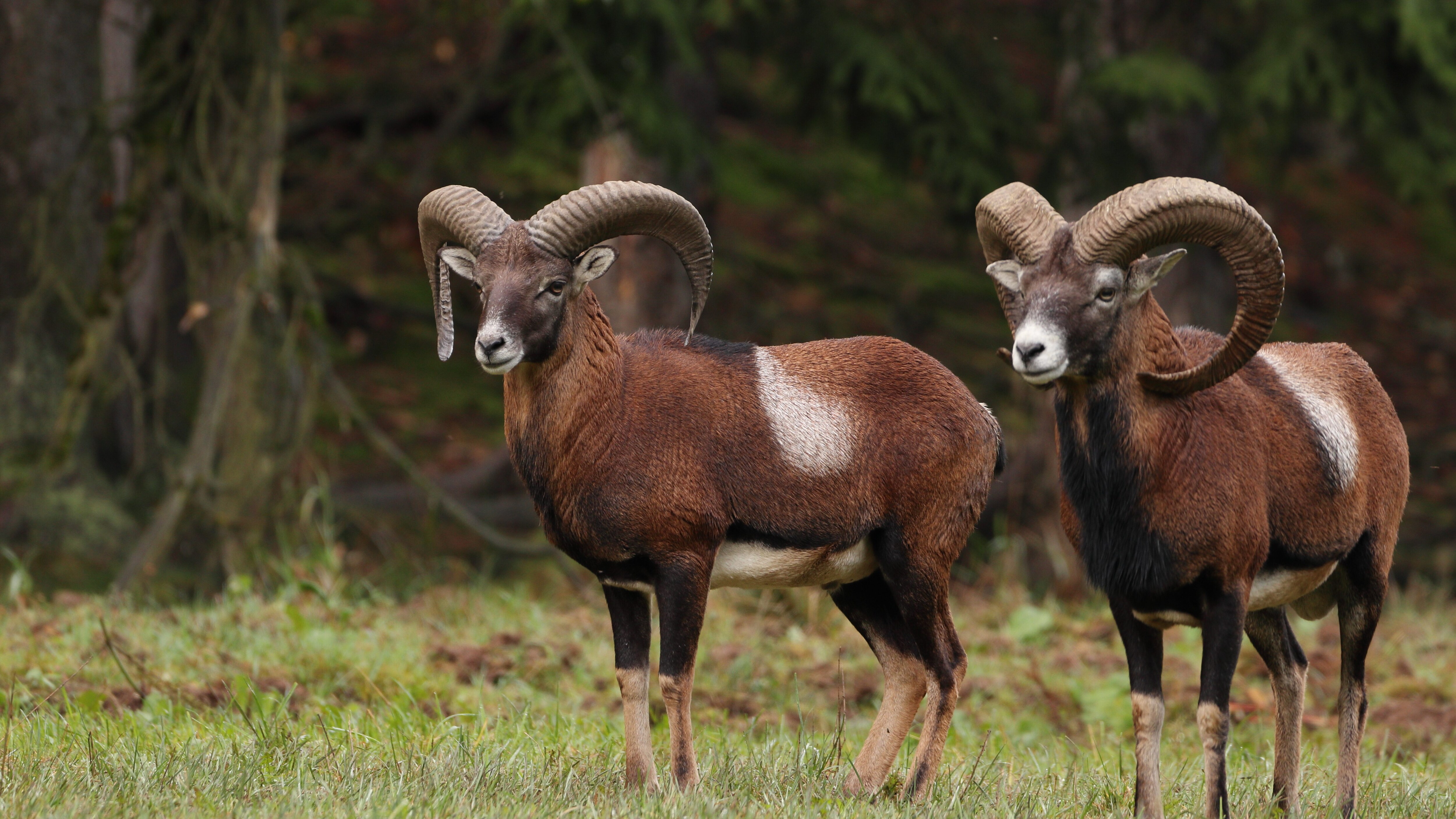 mufloni giglio salvi
