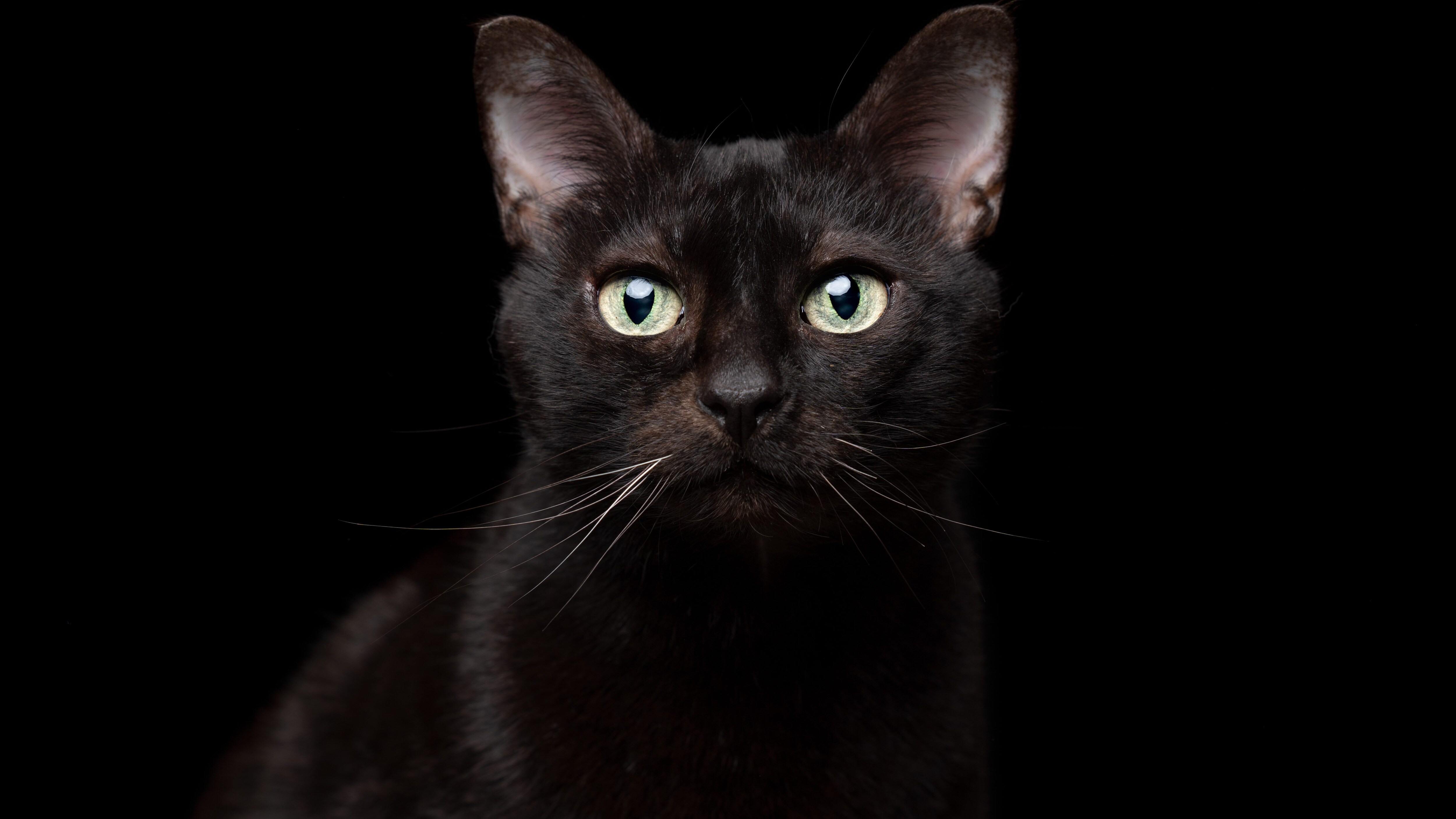 gatto nero
