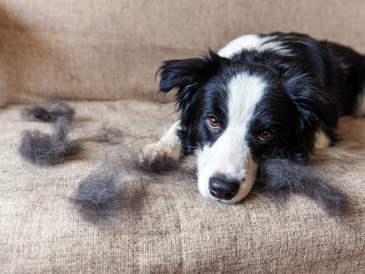 Perché il mio cane si strappa il pelo? Perché il mio cane si strappa il pelo?
