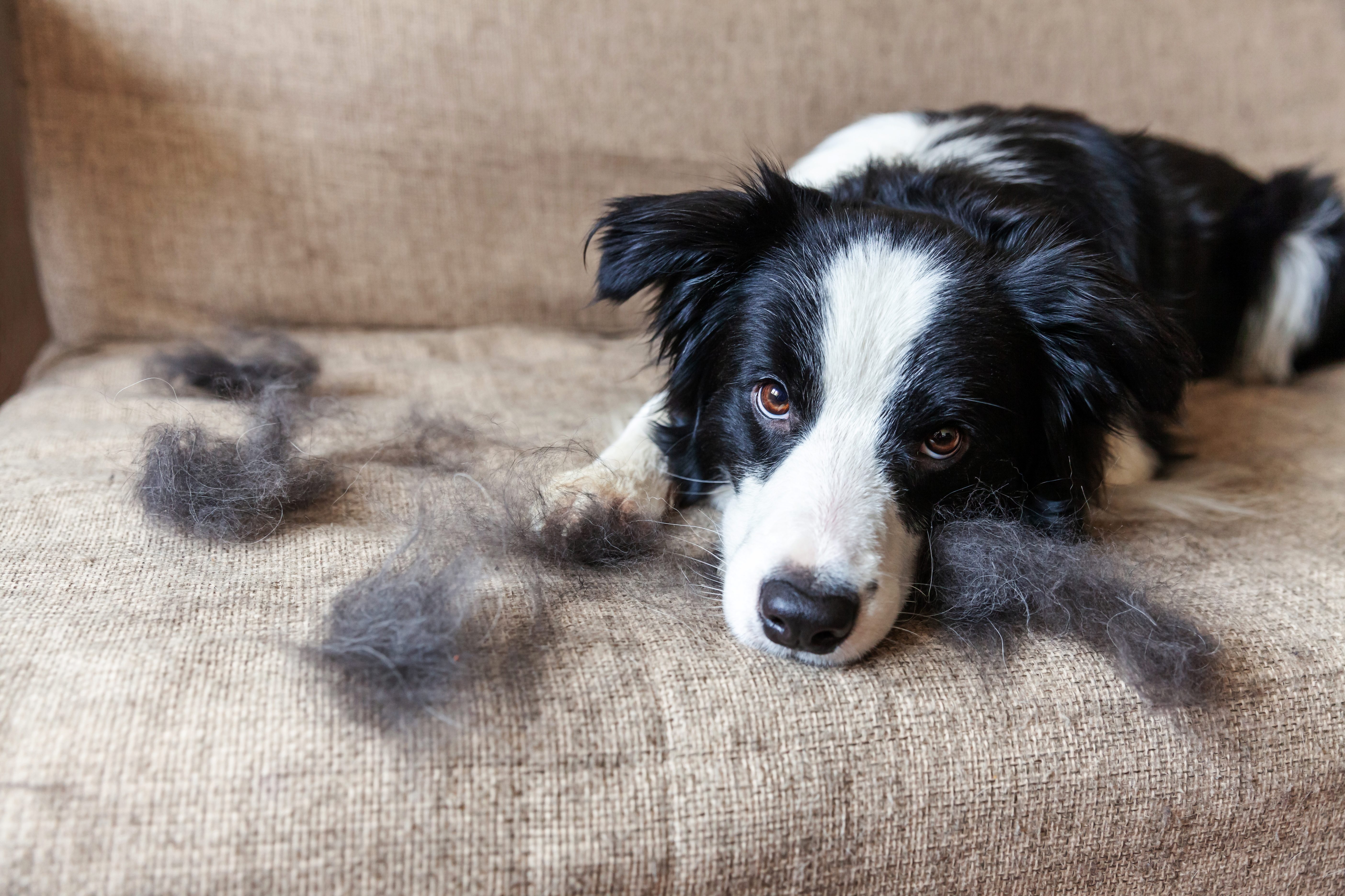 perché il mio cane si strappa il pelo?, foto copertina | Kodami