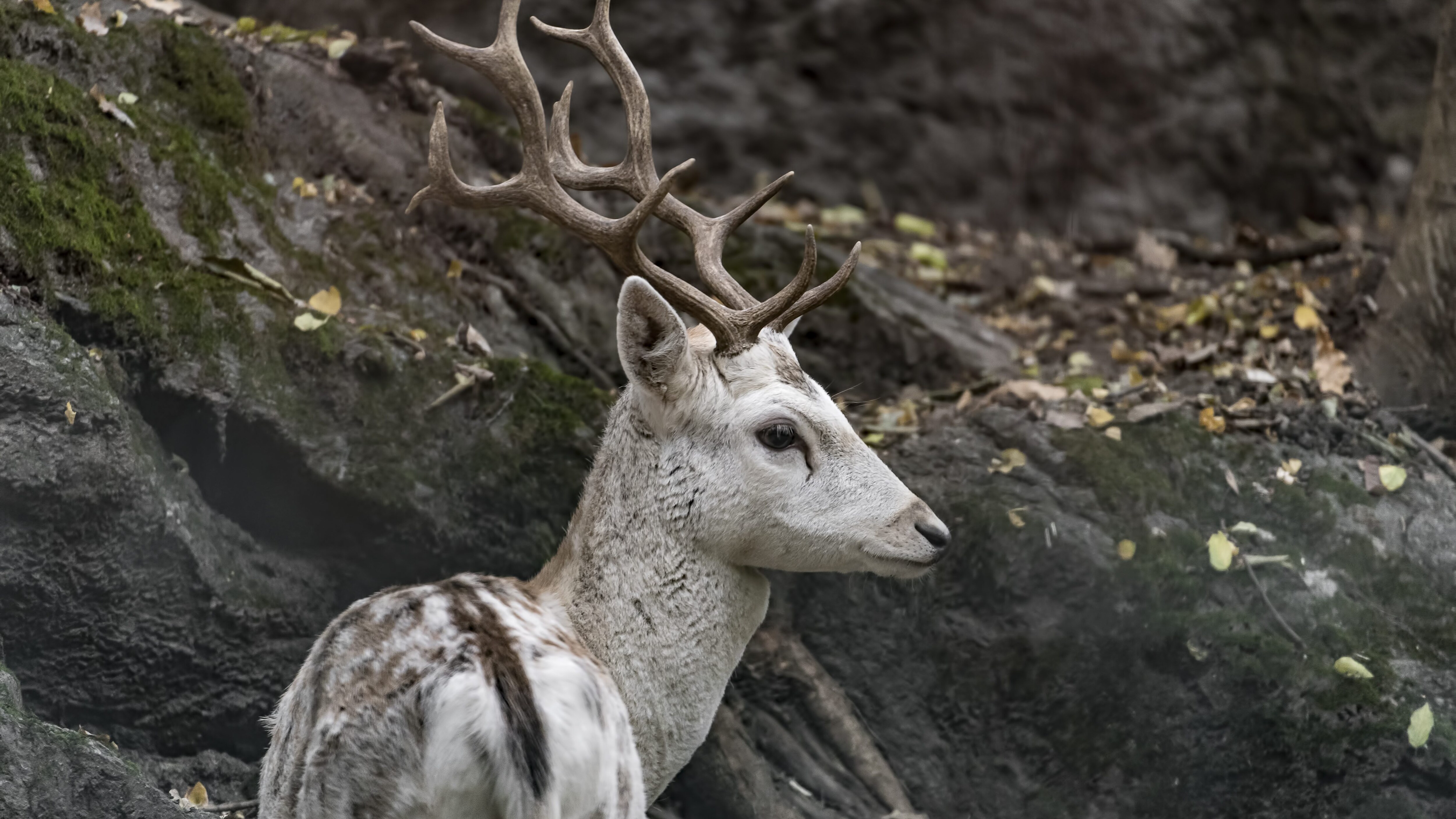 strage daini fregene