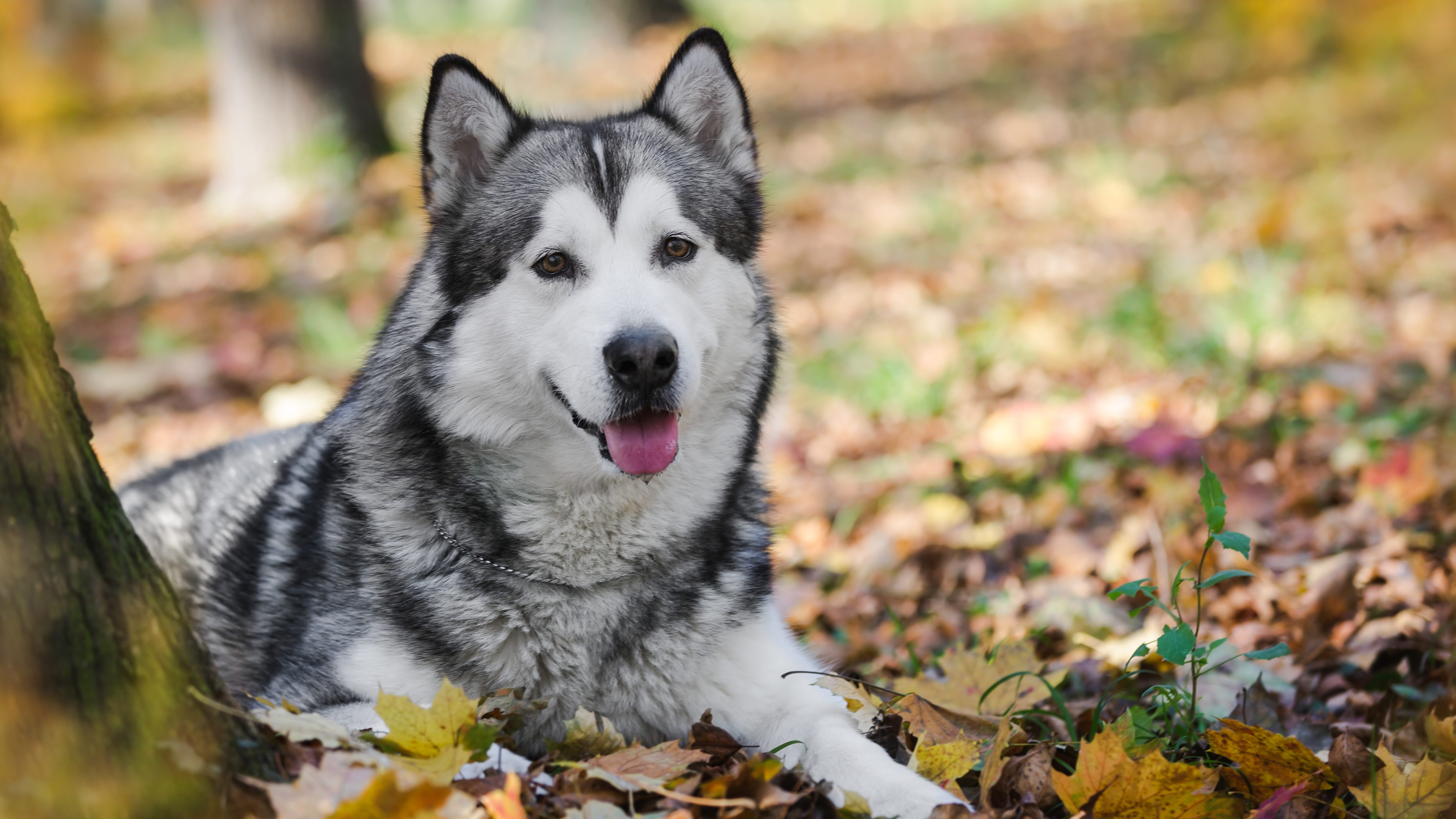 Alaskan Malamute