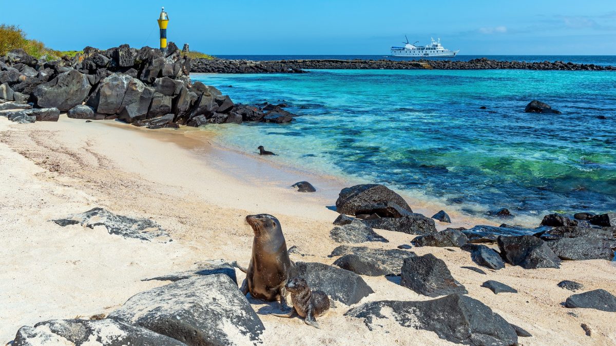 Galapagos, foto copertina | Kodami