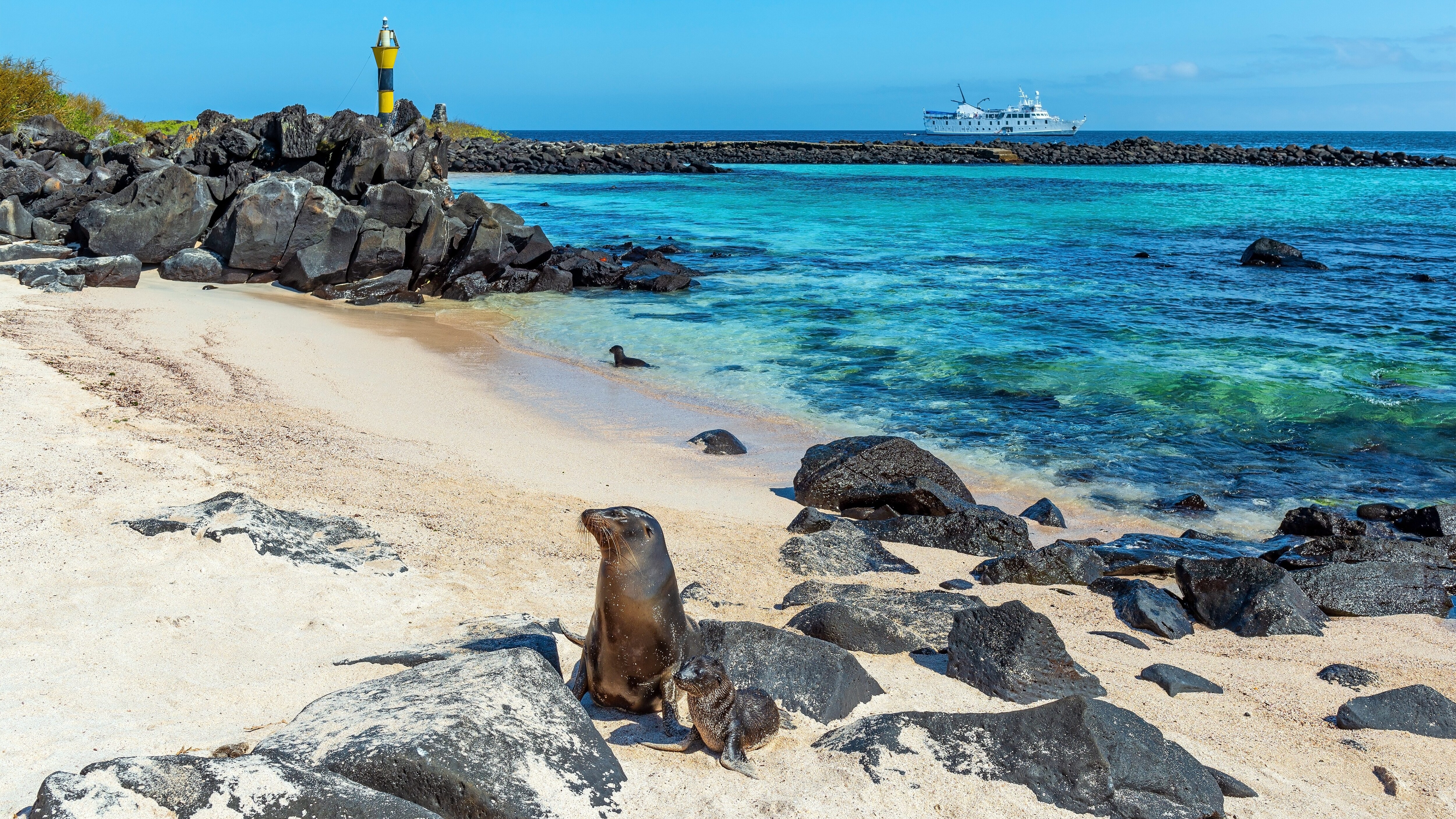 Galapagos, foto copertina | Kodami