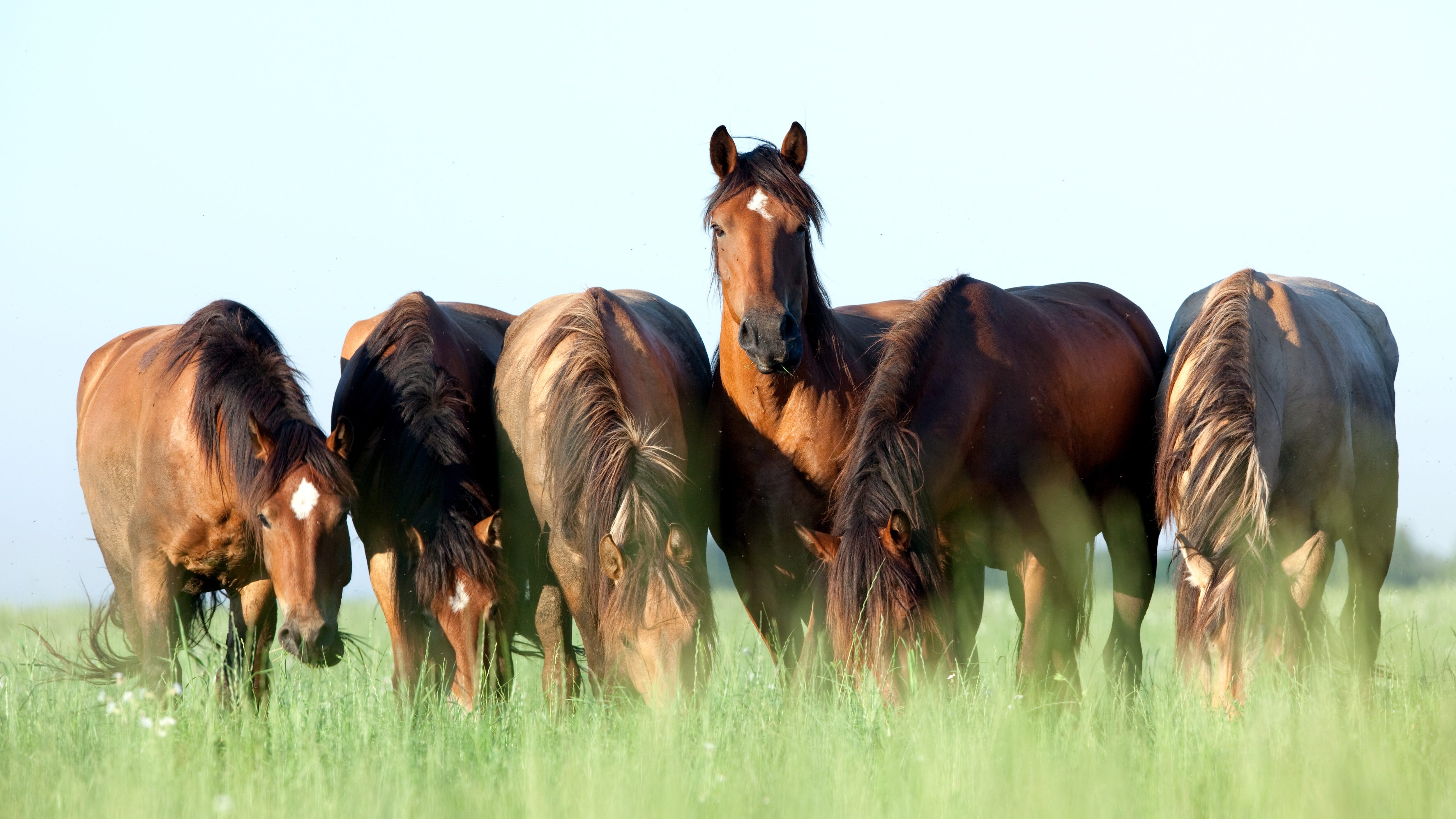 cavallo, foto copertina | Kodami