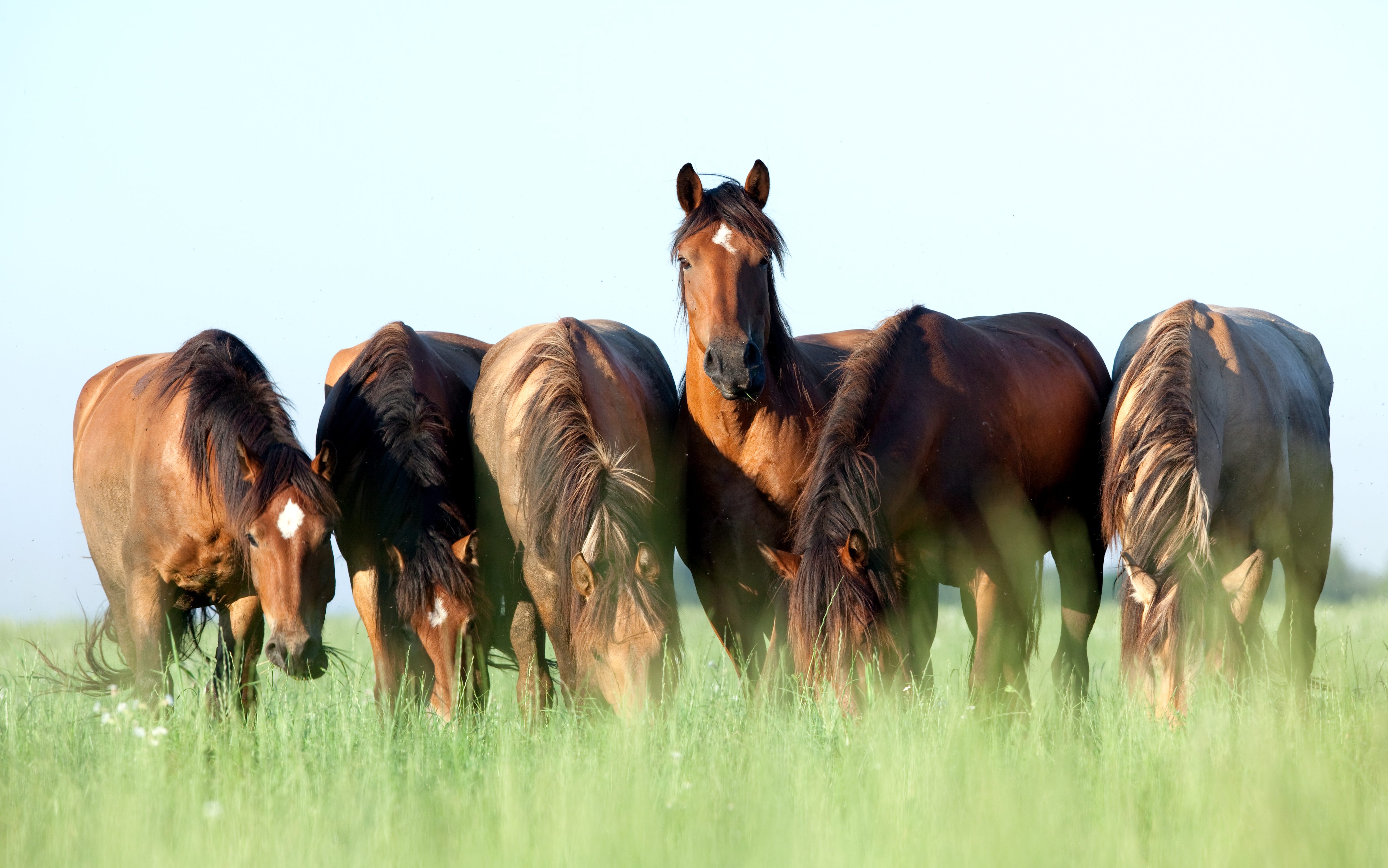 cavallo, foto copertina | Kodami