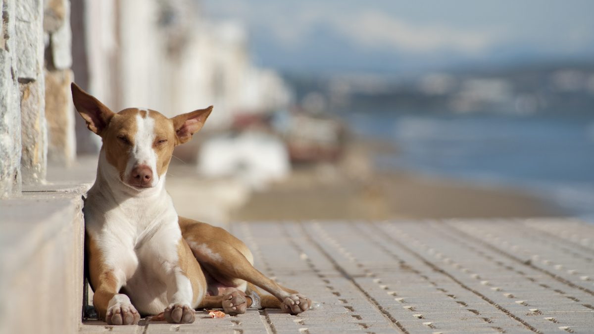kodami animali liberi