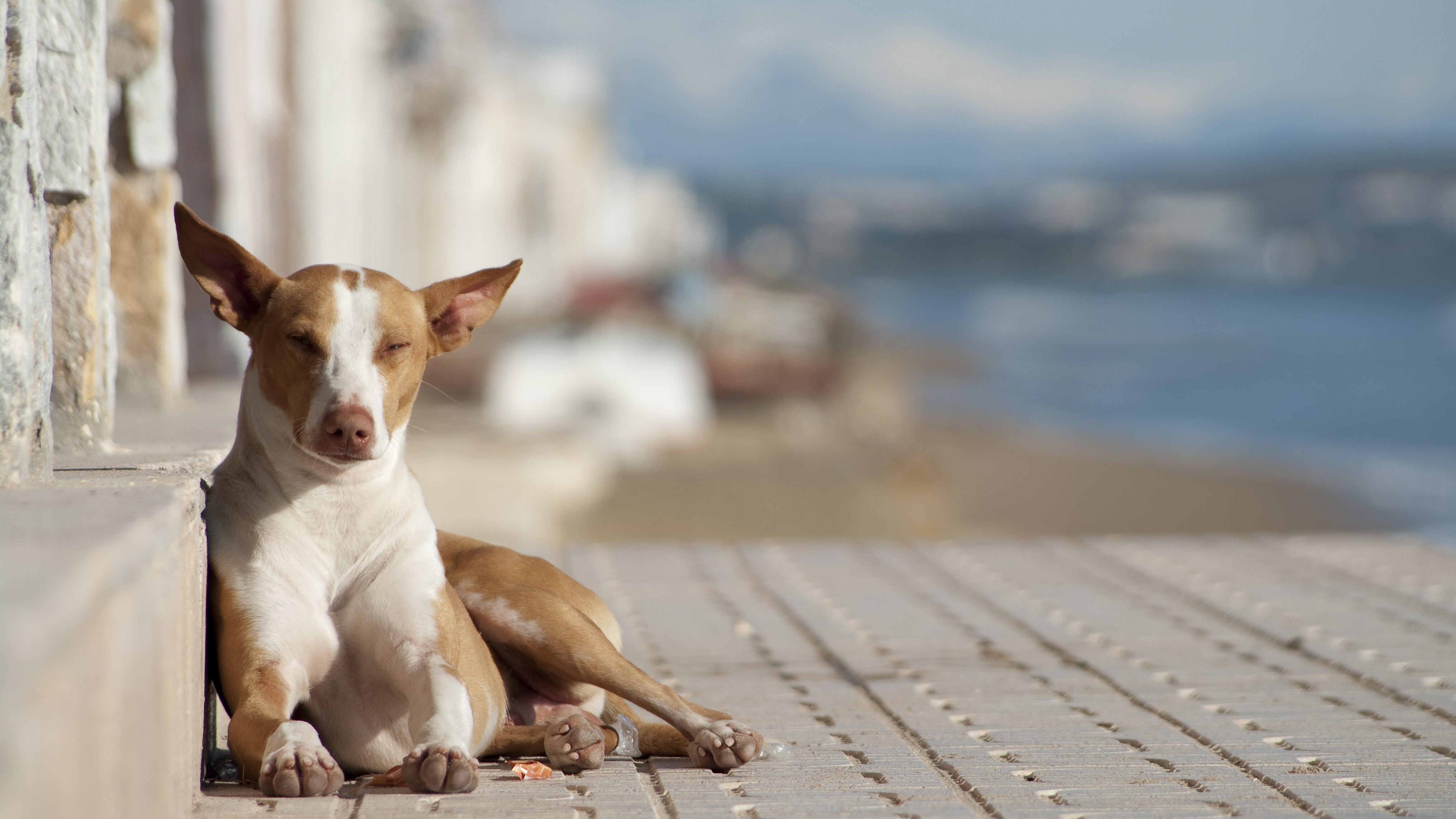 kodami animali liberi
