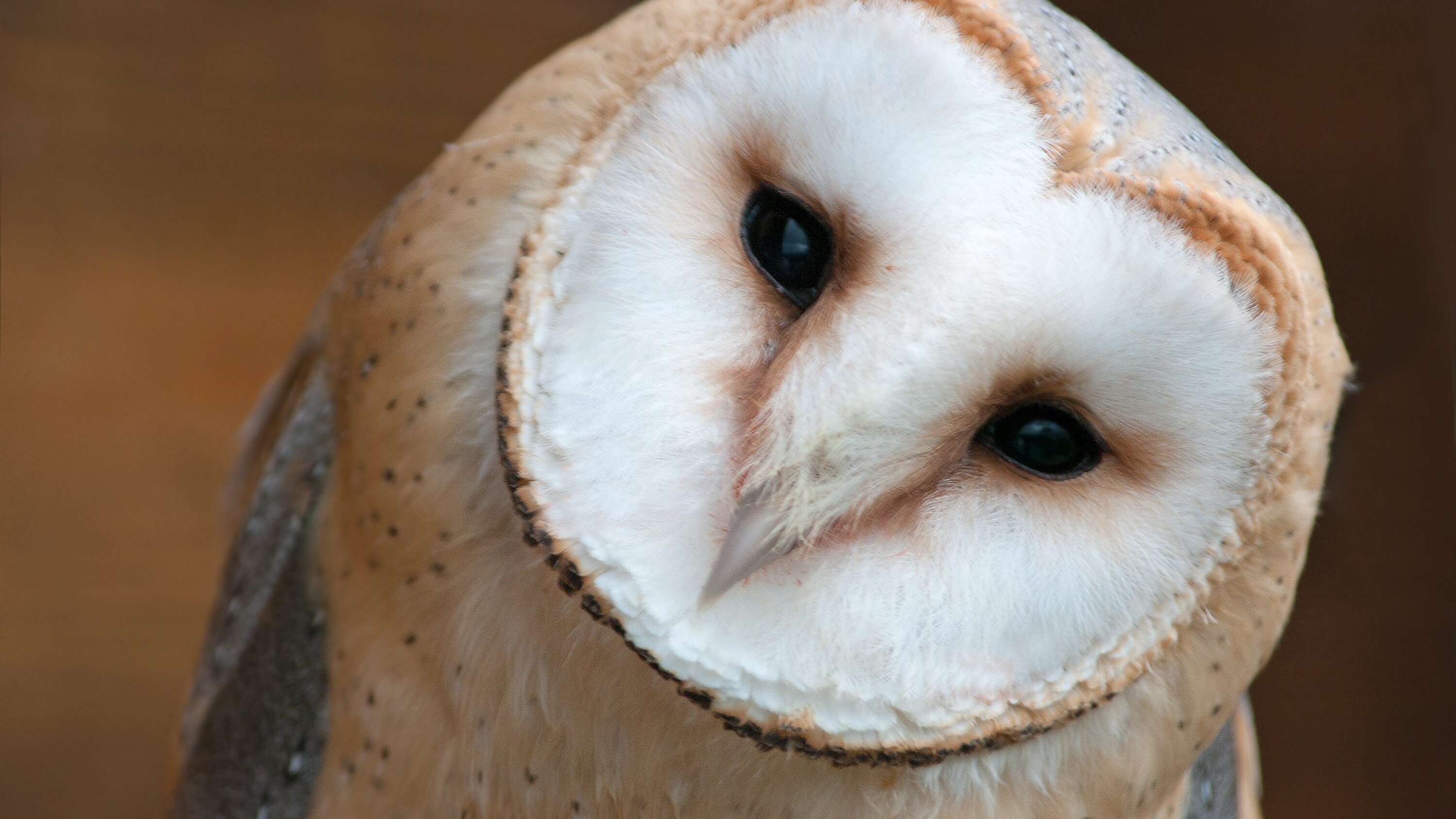 barbagianni in autostrada Napoli