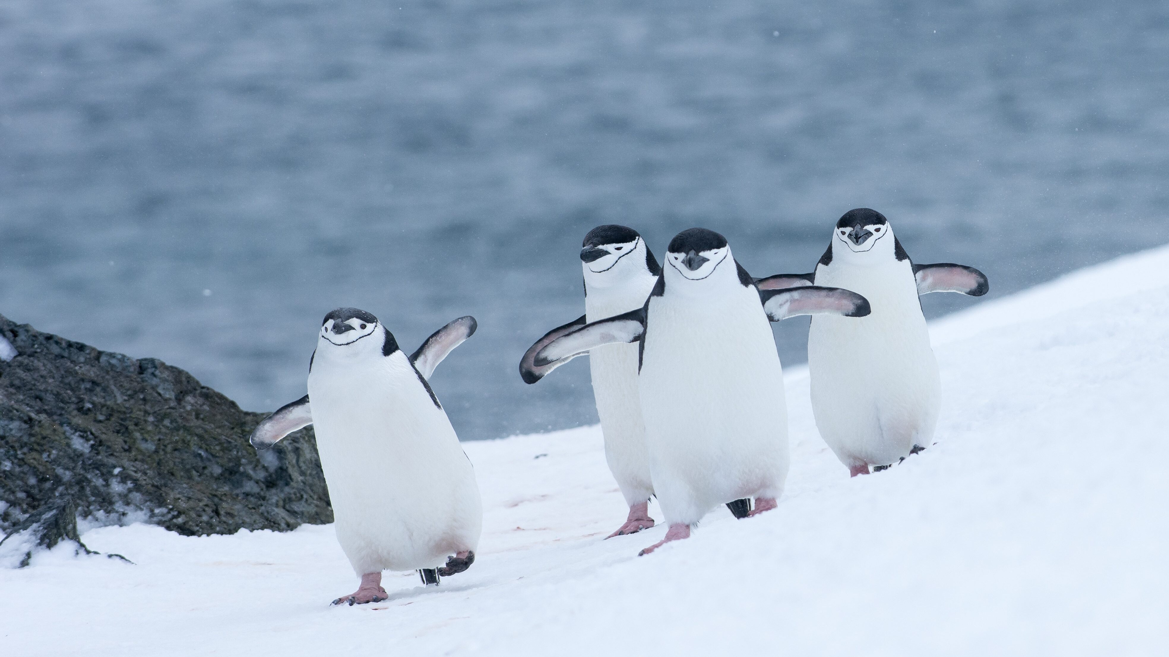 pinguini Antartide