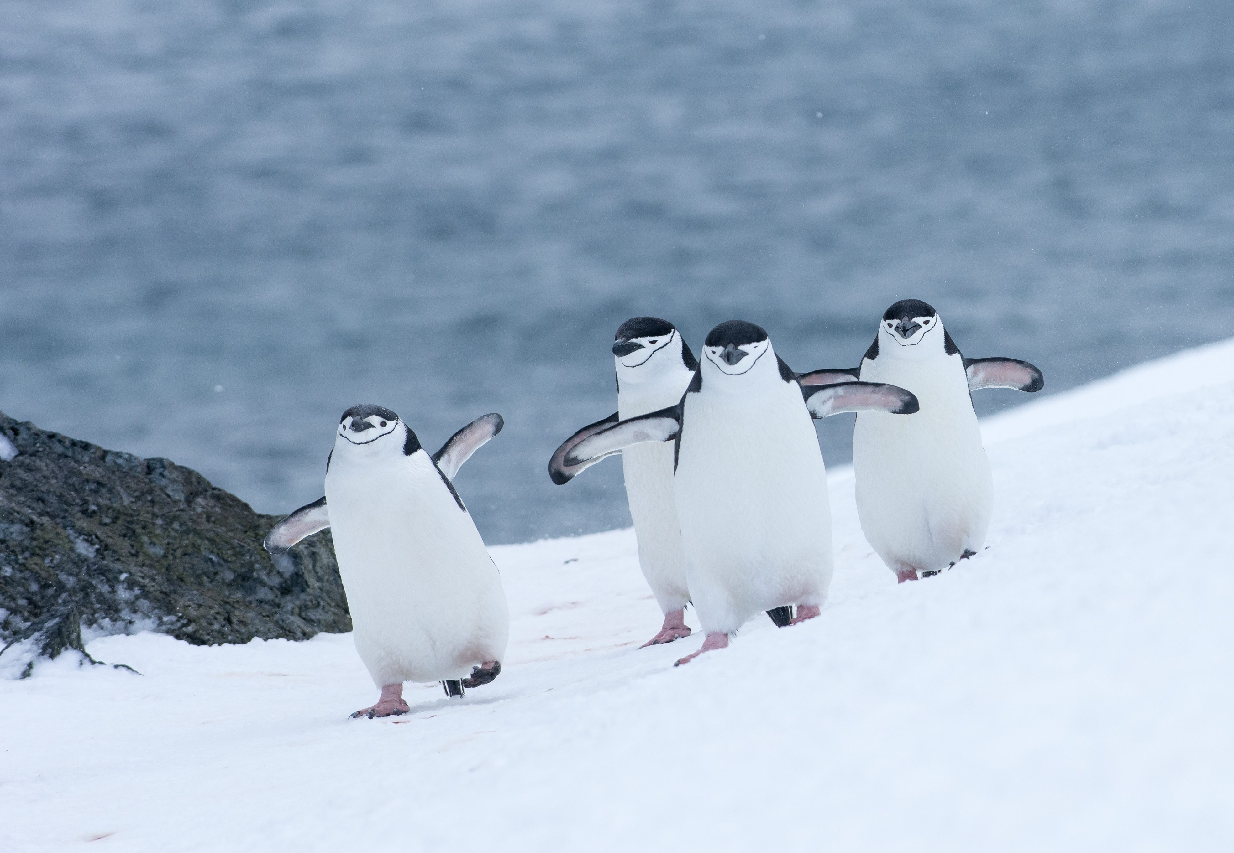 pinguini Antartide