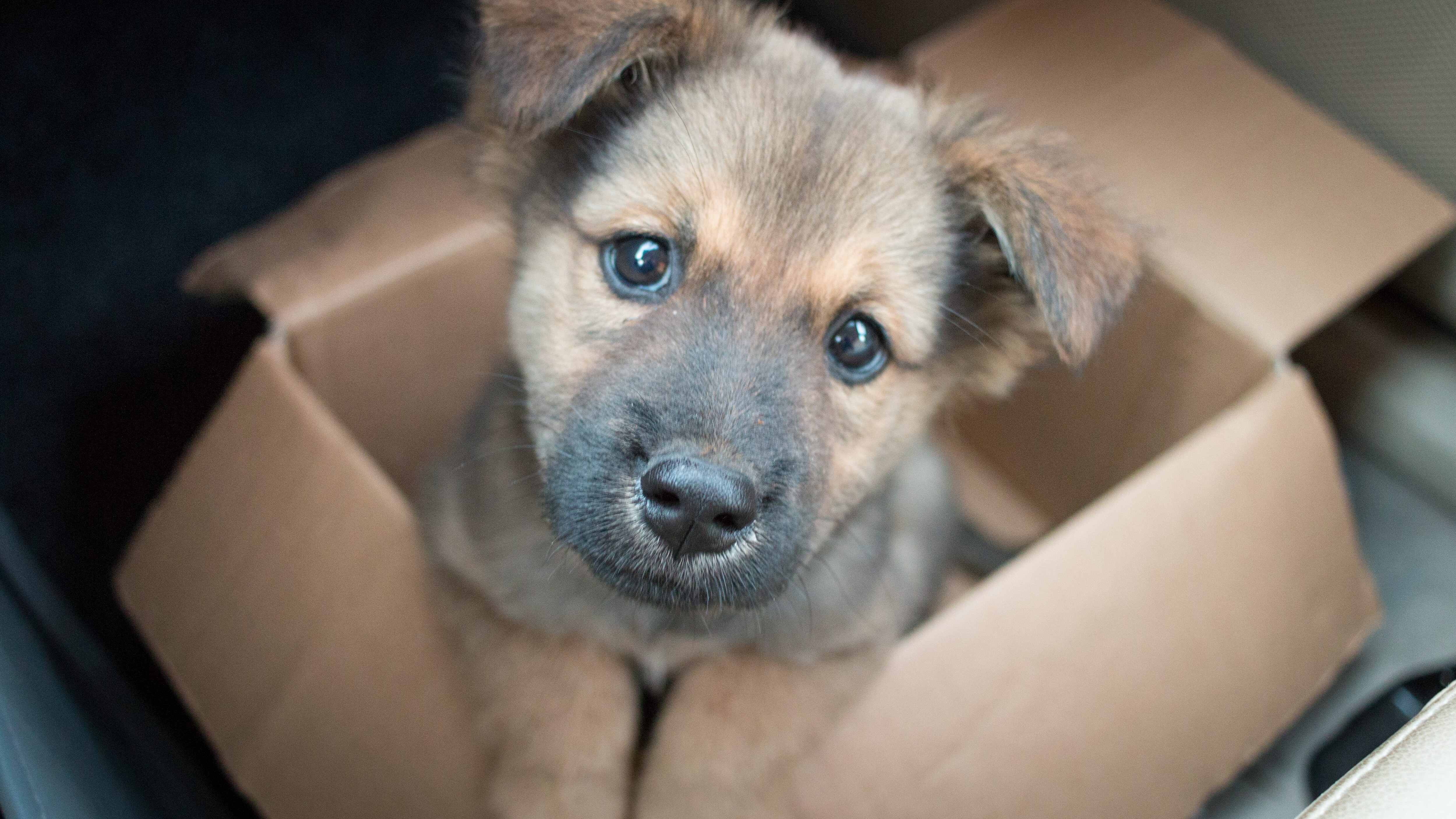 cani abbandonati Foggia