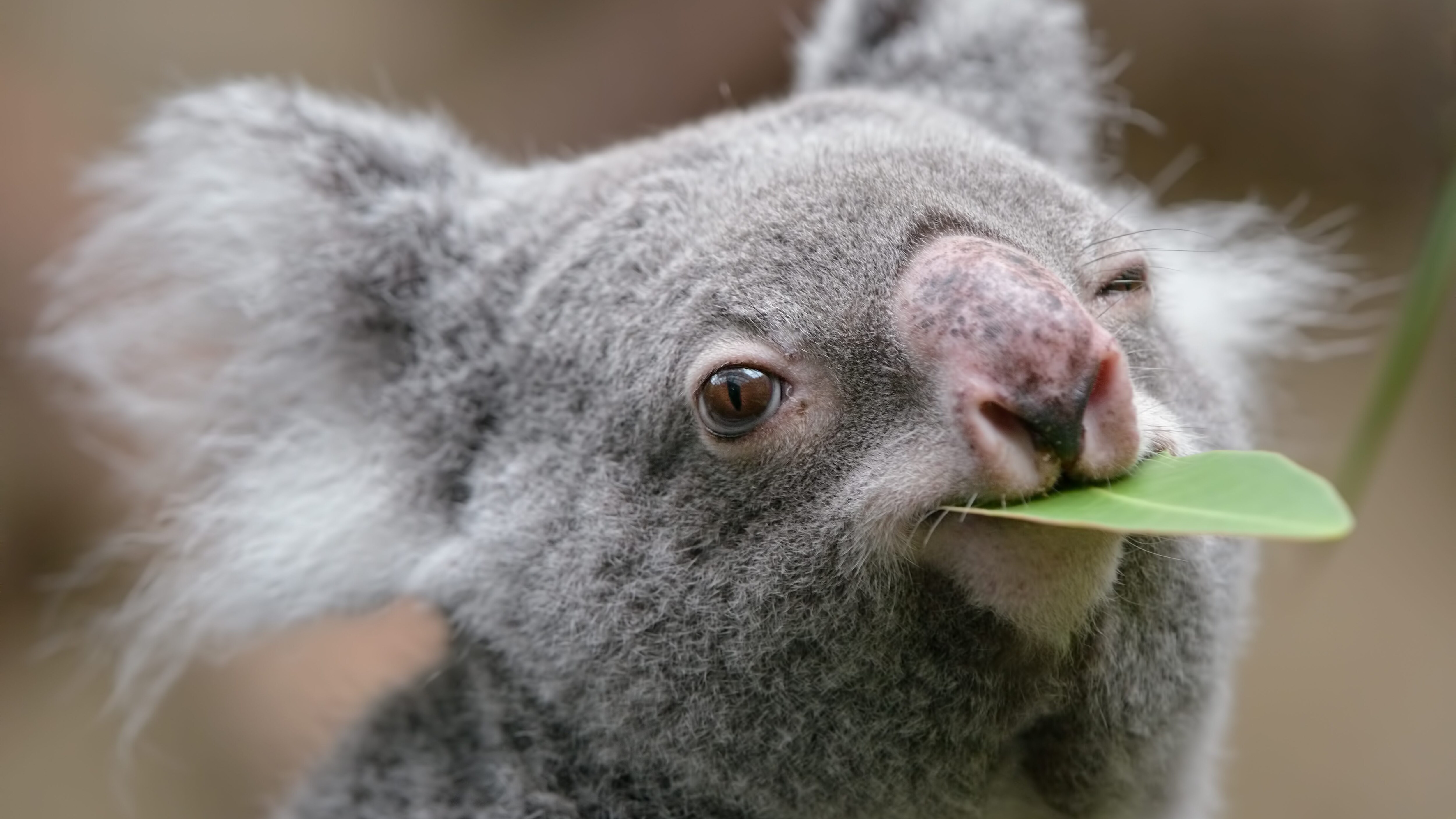 Koala, foto copertina | Kodami