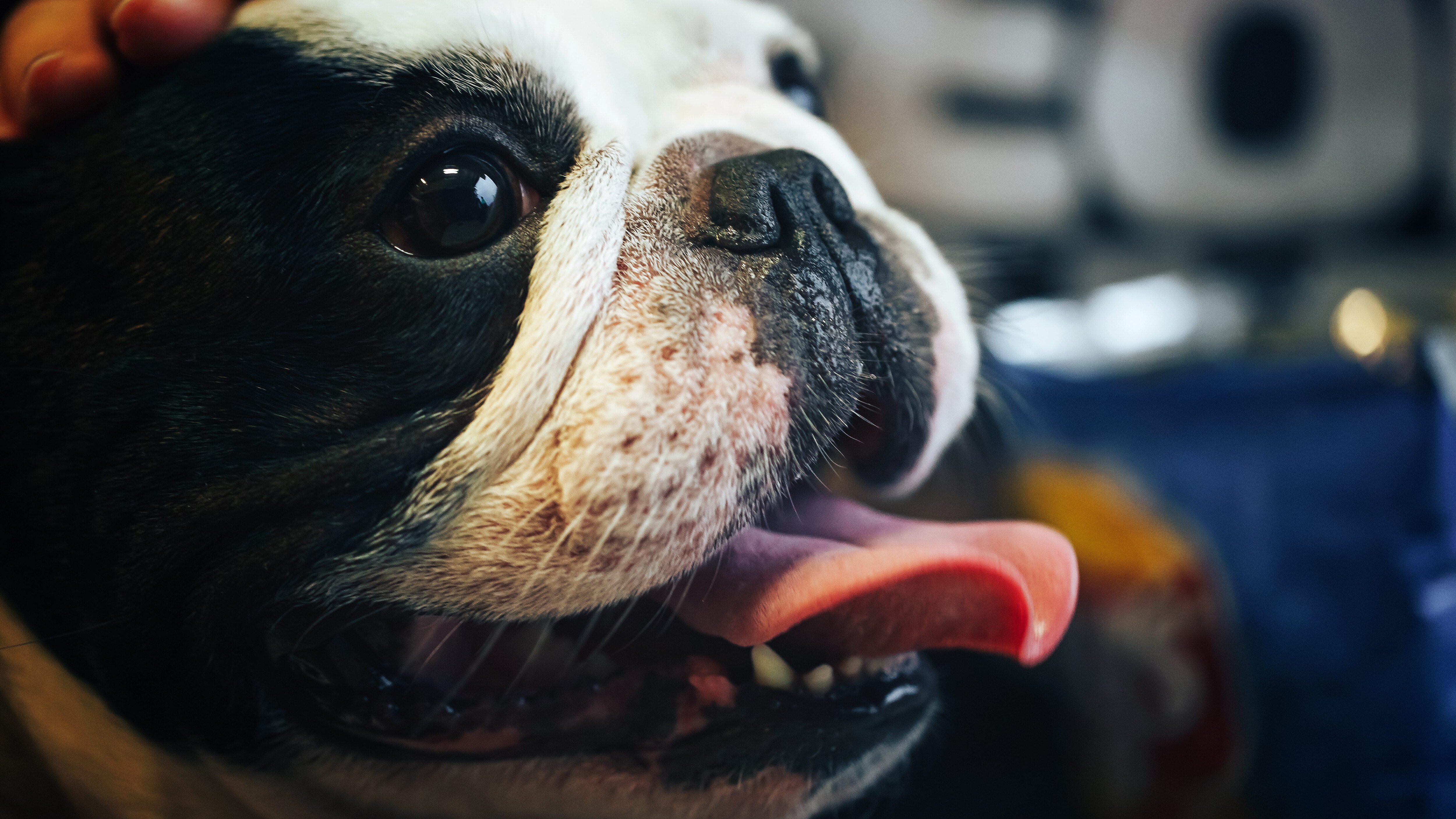 Bouledogue francese