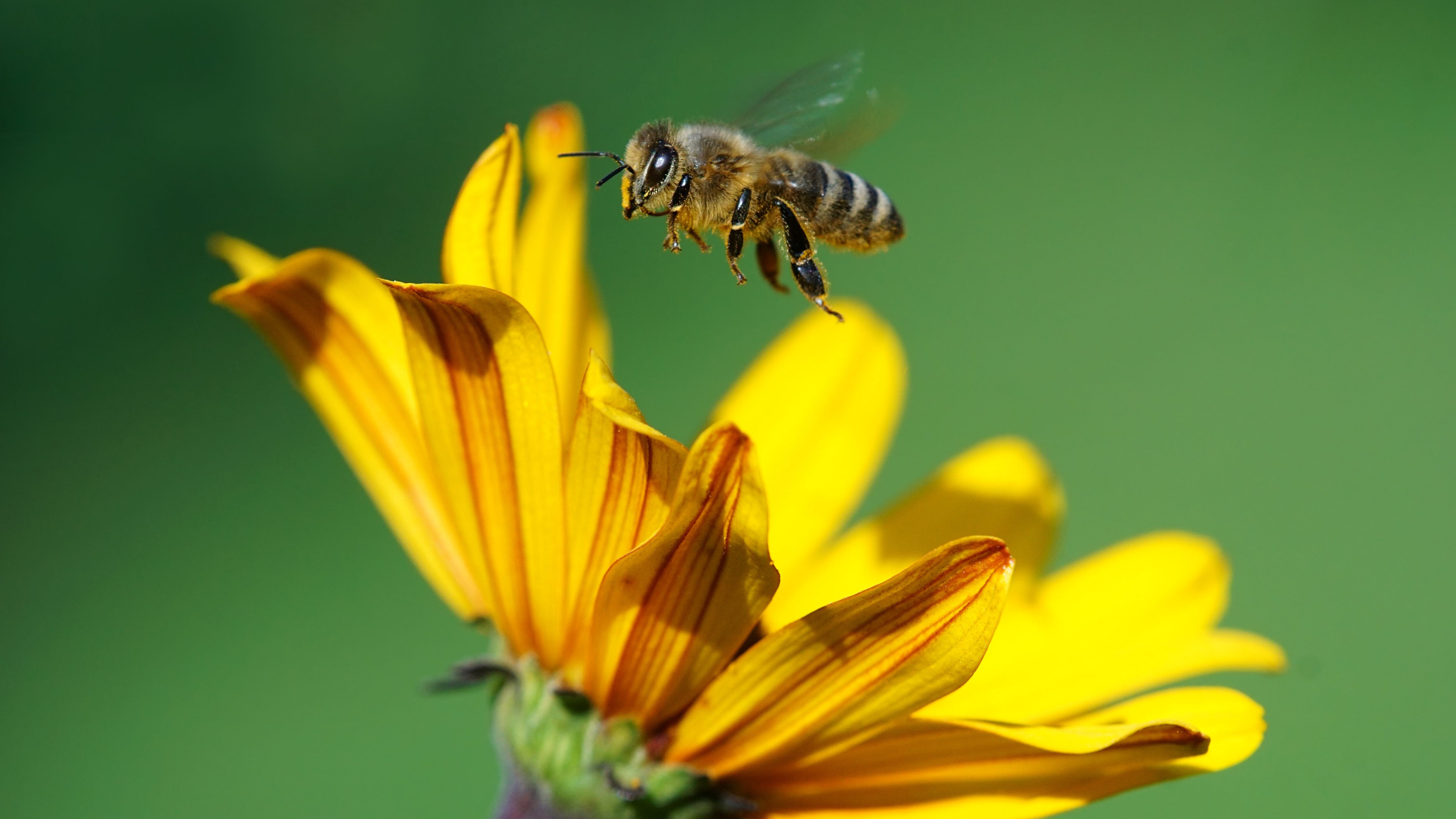 disboscamento Torre api