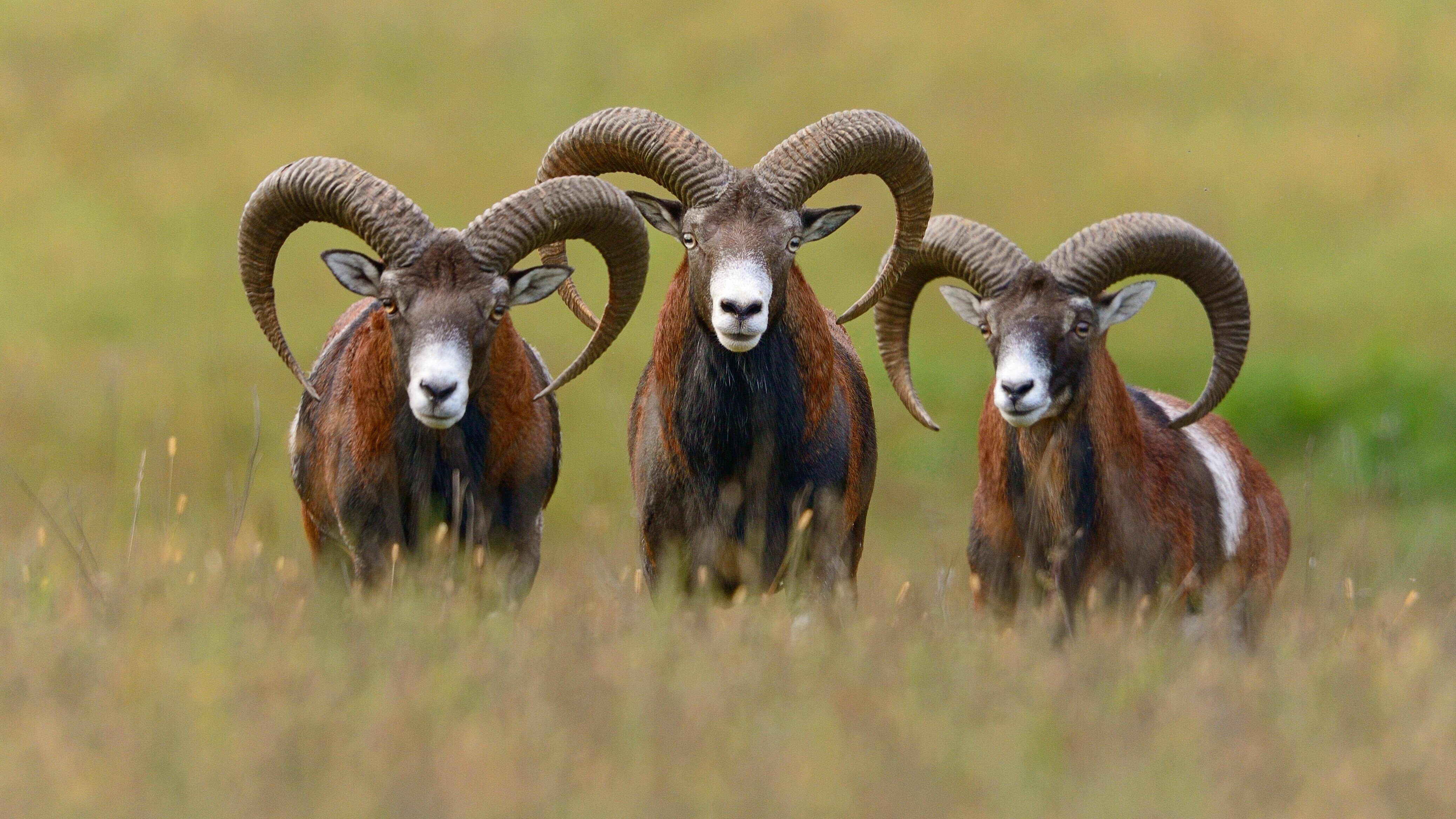 mufloni isola giglio