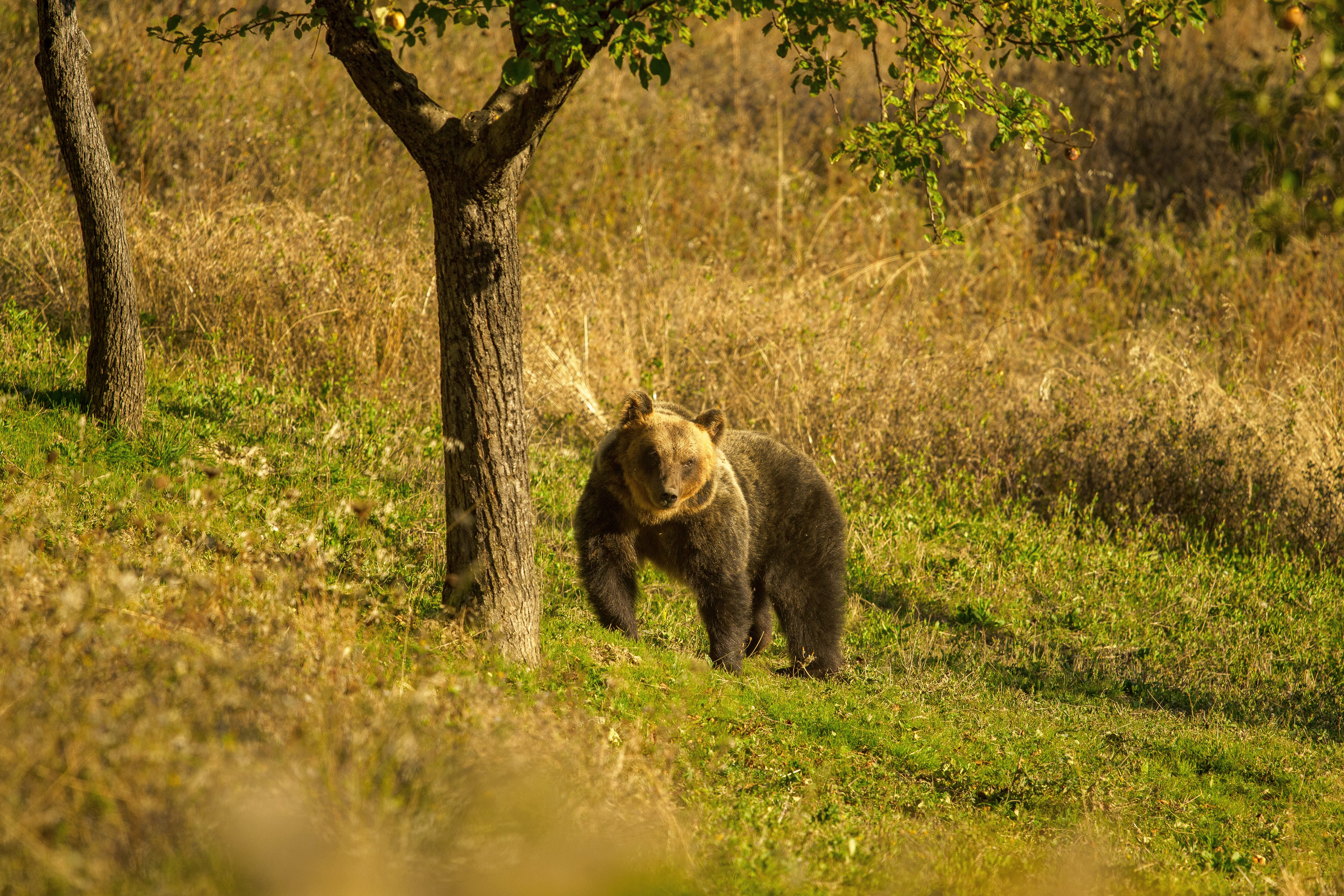 orso marsicano