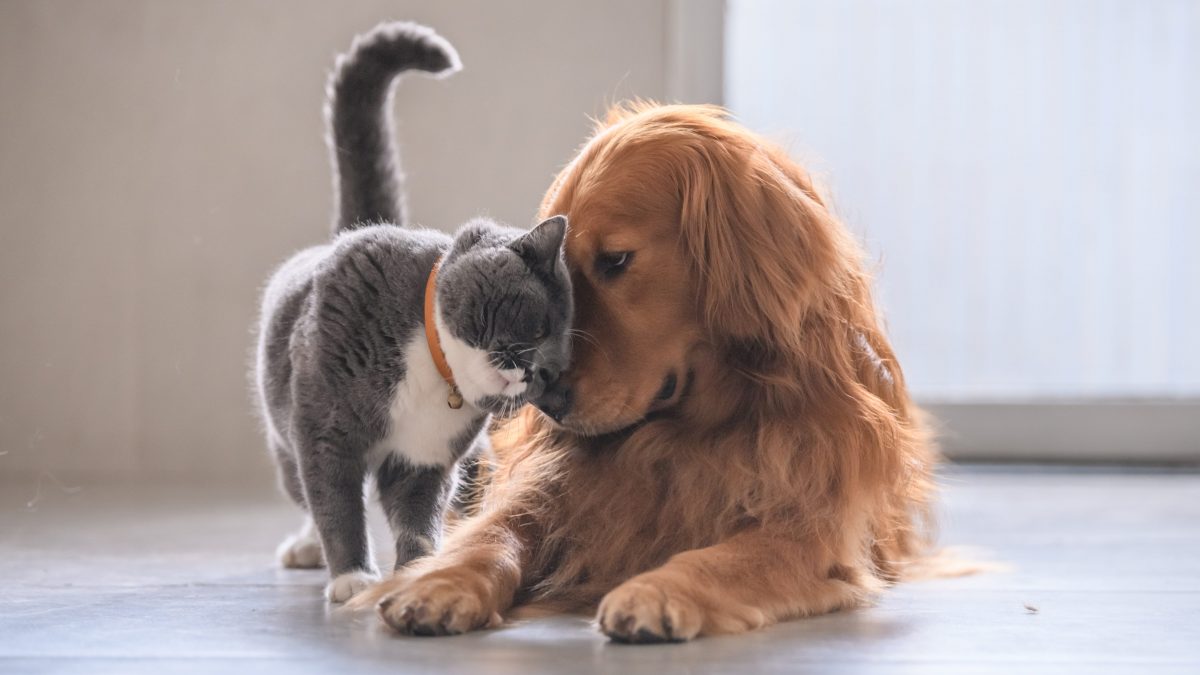 cane gatto