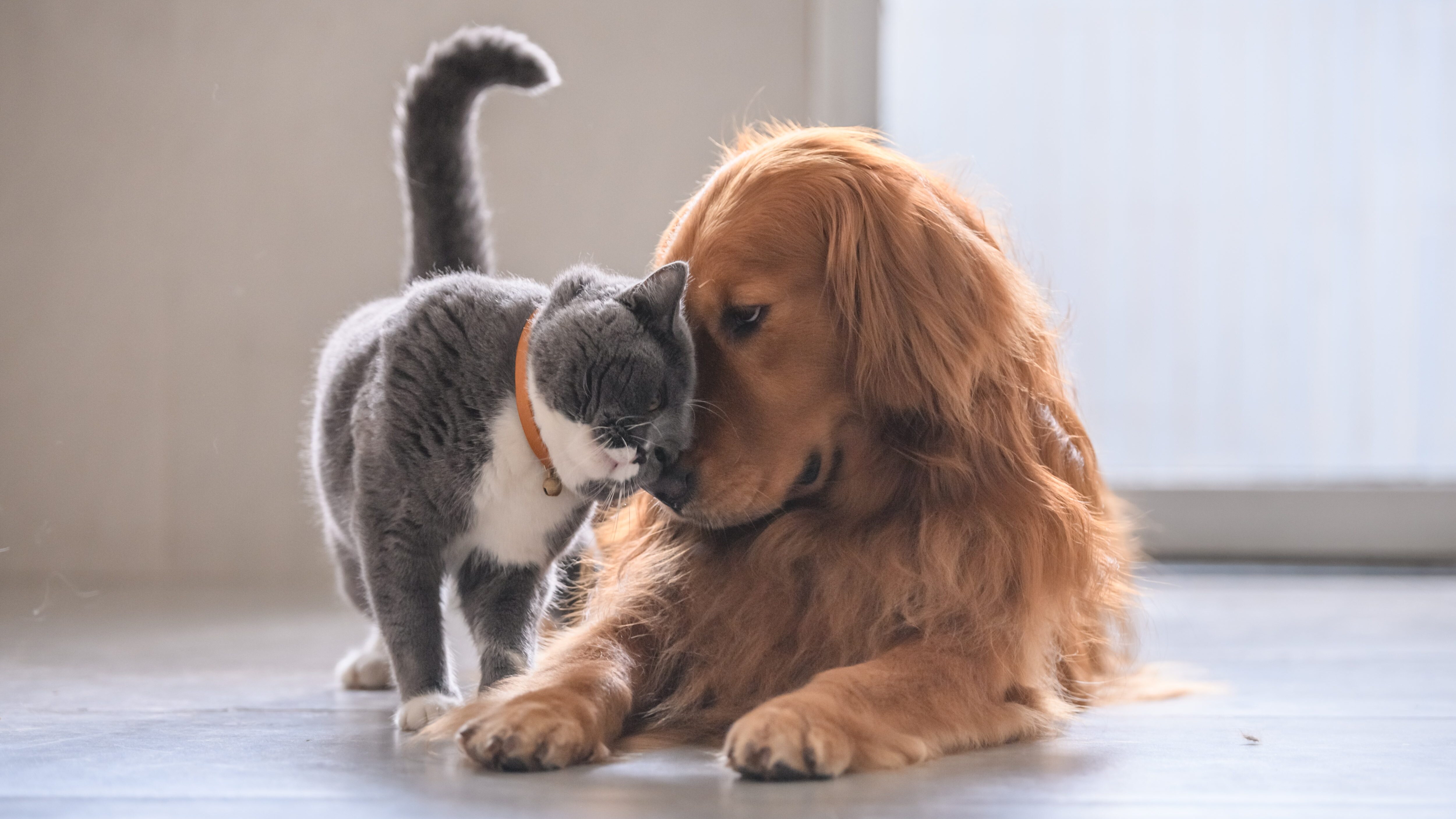 cane gatto