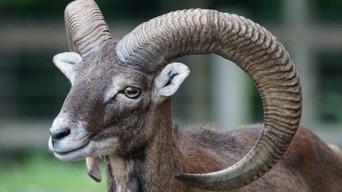 muflone europeo