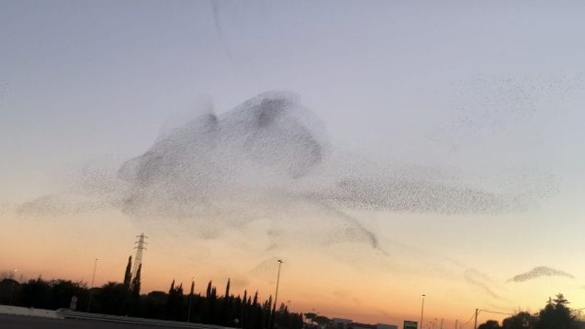 volo storni