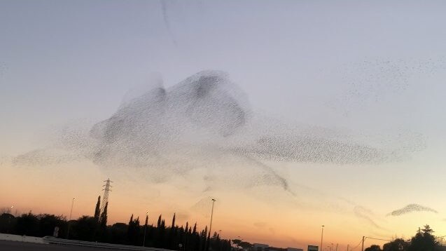 volo storni