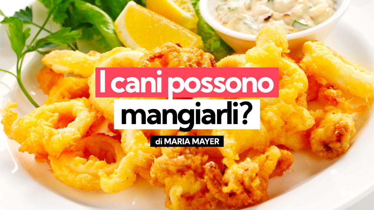 Cani mangiare calamari