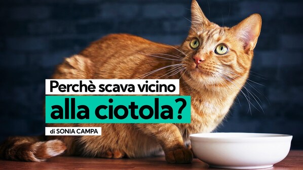 gatto scava ciotola