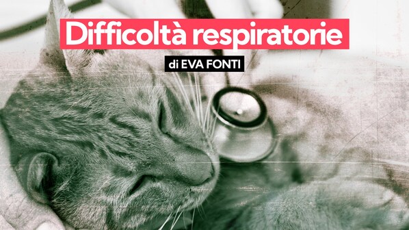 difficoltà respiratorie gatto