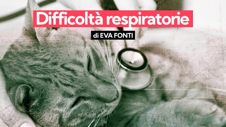 difficoltà respiratorie gatto