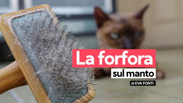 forfora gatto
